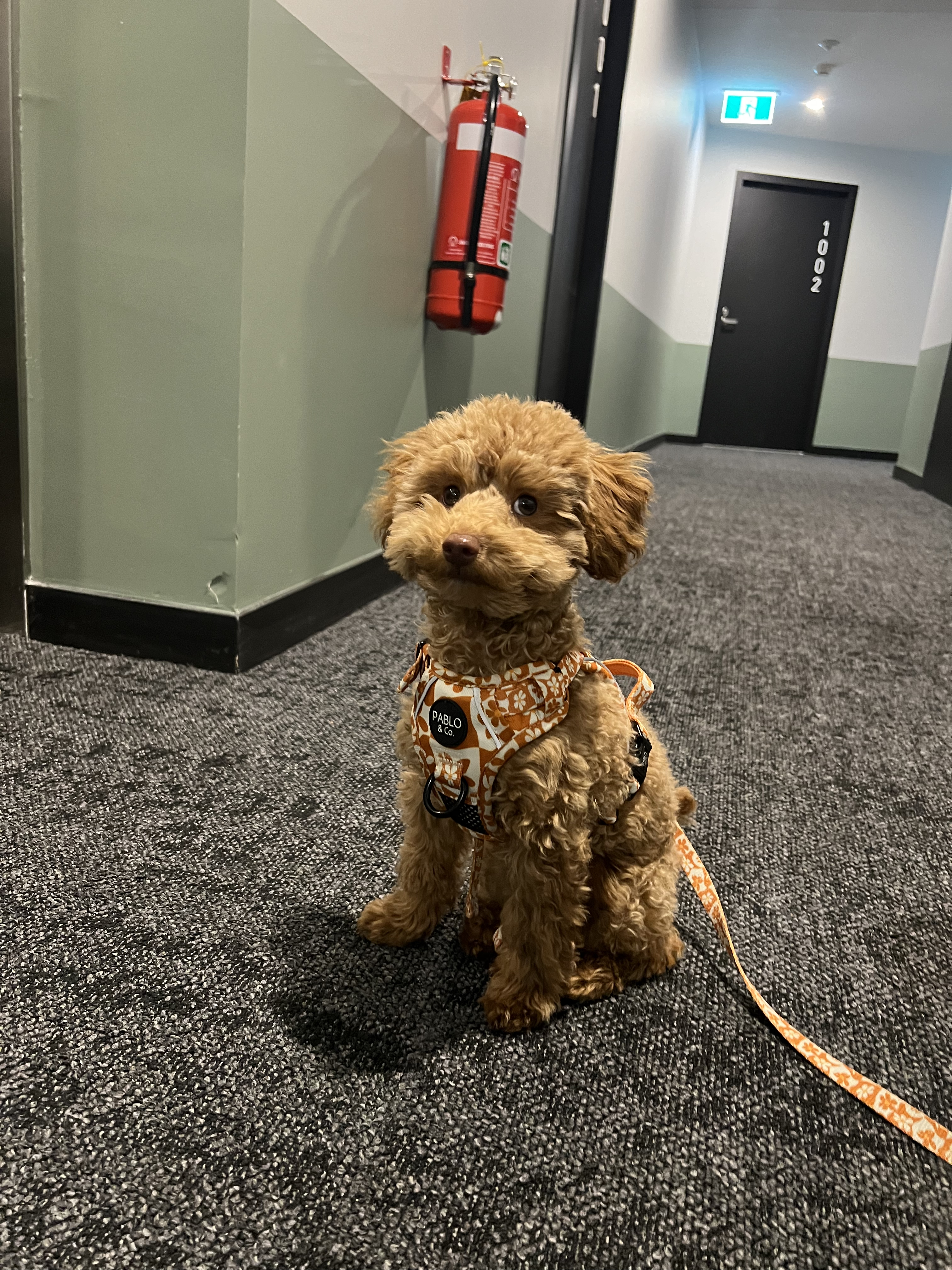 biscuit, my toy poodle