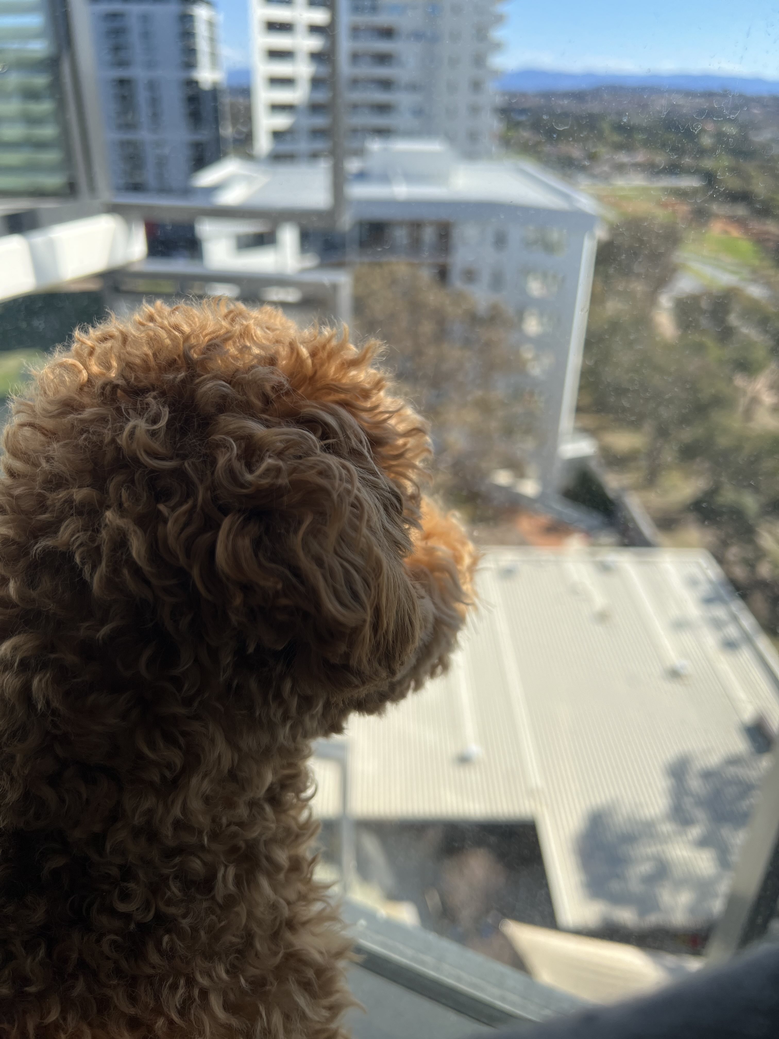 biscuit, my toy poodle